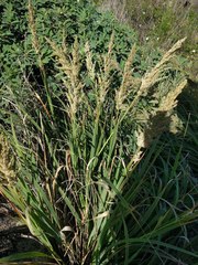 Eragrostis variabilis