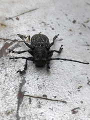 Penthea costata