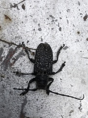 Penthea costata