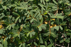 Euphorbia celastroides kaenana