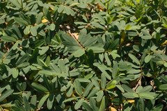 Euphorbia celastroides kaenana
