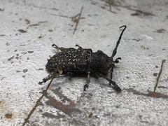 Penthea costata