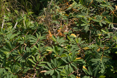 Euphorbia celastroides kaenana