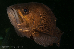 Acanthistius patachonicus