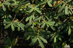 Euphorbia celastroides kaenana