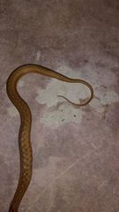 Dryophylax gambotensis