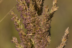 Eragrostis variabilis