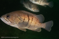 Acanthistius patachonicus