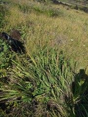 Eragrostis variabilis