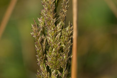 Eragrostis variabilis