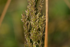 Eragrostis variabilis