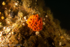 Clathria