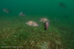 Acanthistius patachonicus