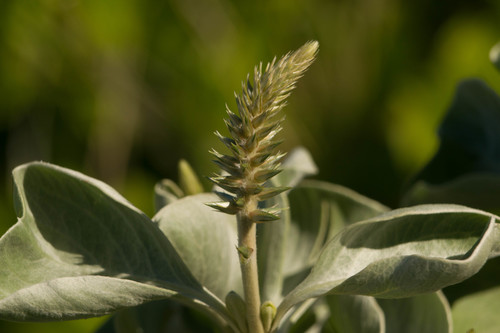 Achyranthes splendens