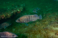 Acanthistius patachonicus