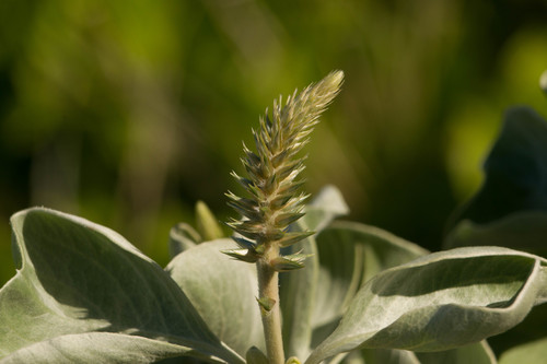 Achyranthes splendens, photograph 3