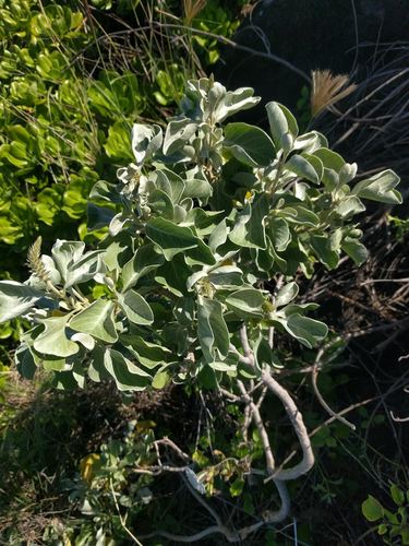 Achyranthes splendens, photograph 5