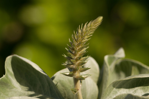 Achyranthes splendens, photograph 4