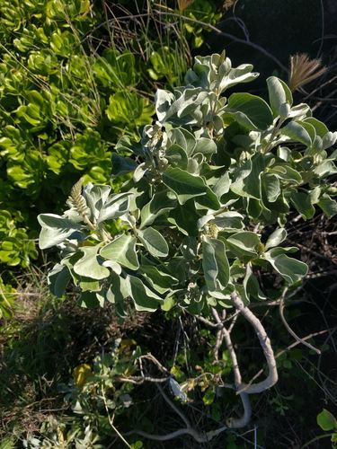 Achyranthes splendens, photograph 6