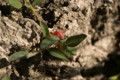Atriplex semibaccata observed 2021-02-14