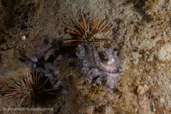 Phrikoceros mopsus