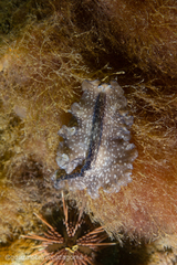 Phrikoceros mopsus