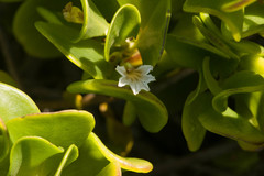 Scaevola coriacea
