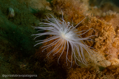 Ceriantheopsis