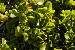 Scaevola coriacea