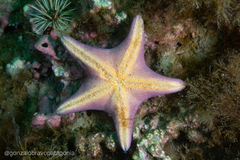 Diplodontias singularis