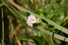 Boerhavia repens
