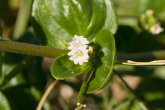 Boerhavia repens