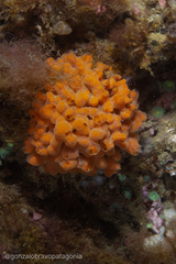 Clathria