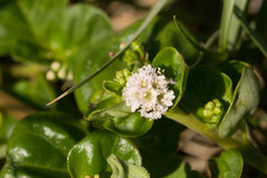 Boerhavia repens