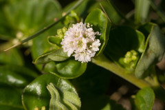 Boerhavia repens