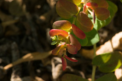 Euphorbia degeneri