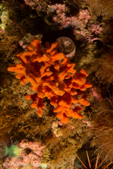 Clathria