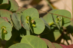 Euphorbia degeneri
