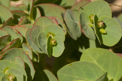 Euphorbia degeneri