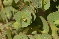 Euphorbia degeneri