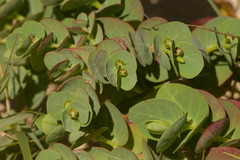 Euphorbia degeneri