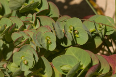 Euphorbia degeneri