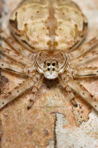 Typical Two-tailed Spiders