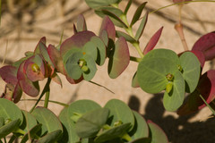 Euphorbia degeneri