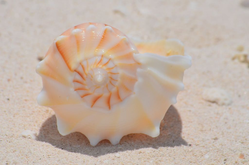 Lightning Whelk