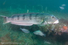 Pseudopercis semifasciata