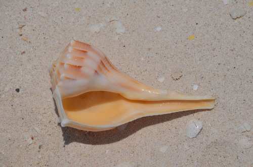 Perverse Lightning Whelk