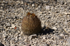 Echinomastus durangensis