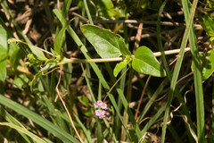 Boerhavia acutifolia