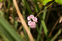 Boerhavia acutifolia
